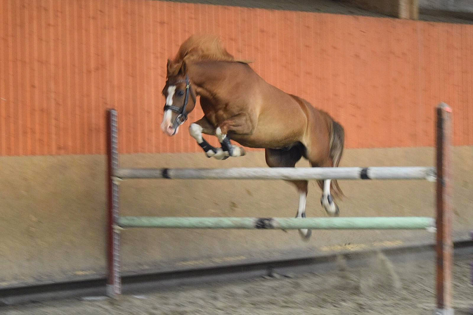 Avane De Blonde a rejoint le concours — aidez-le/la à gagner de superbes lots ! bridle, english_riding, horse, horse_supplies, horse_tack, jumping, liver, mammal, mane, mare, mustang_horse, recreation, rein, show_jumping, snout, sorrel, stable, stallion, vertebrate