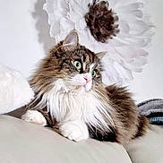 Mila participe au concours pour gagner de l'argent avec cette photo : cat, fluffy_cat, green_eyes, white_paws, couch, indoor, flower_decoration, relaxed, pet, feline, fur, home, cozy, animal, portrait, cute, whiskers, soft_lighting, domestic_cat, resting