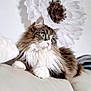 cat, fluffy_cat, green_eyes, white_paws, couch, indoor, flower_decoration, relaxed, pet, feline, fur, home, cozy, animal, portrait, cute, whiskers, soft_lighting, domestic_cat, resting
