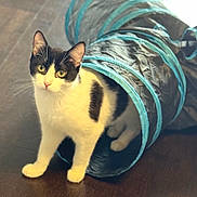 Pepsi is registered to the contest to win money with this photo: cat, black_and_white, play_tunnel, curious, pet, indoor, wooden_floor, animal, feline, whiskers, ears, eyes, fur, domestic_cat, playful, looking, standing, pet_toy, household, cute