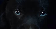 Dallas joined the competition — help win amazing prizes! animal, black_dog, blue_eyes, canine, close_up, companion, cute, dark, dim_lighting, dog, domestic_animal, face, fur, indoors, intense_gaze, mysterious, pet, portrait, snout, whiskers