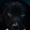 Dallas joined the competition — help win amazing prizes! dog, black_dog, blue_eyes, close_up, pet, animal, face, canine, portrait, dark, dim_lighting, mysterious, intense_gaze, fur, snout, whiskers, indoors, companion, cute, domestic_animal