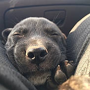 Dallas joined the competition — help win amazing prizes! puppy, dog, black_dog, sleeping, close_up, paw, pet, animal, cozy, relaxed, legs, car_interior, sunlight, cute, snout, fur, whiskers, resting, domestic_animal, companion