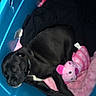 Dallas joined the competition — help win amazing prizes! puppy, dog, sleeping, black_dog, plastic_bin, stuffed_animal, pink_toy, blanket, cozy, resting, pet, indoor, cute, animal, snuggling, young_dog, soft_toy, blue_container, companion, sleep