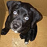 puppy, dog, black_dog, blue_eyes, pet, cardboard_box, cute, animal, young, small, fur, looking_up, indoors, floor, whiskers, nose, ears, paw, mammal, companion