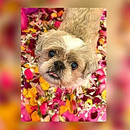 Jack participe au concours pour gagner de l'argent avec cette photo : dog, pet, flower_petals, cute, small_dog, looking_up, fur, animal, outdoor, colorful, nature, adorable, face, portrait, closeup, fluffy, pink, yellow, white, brown