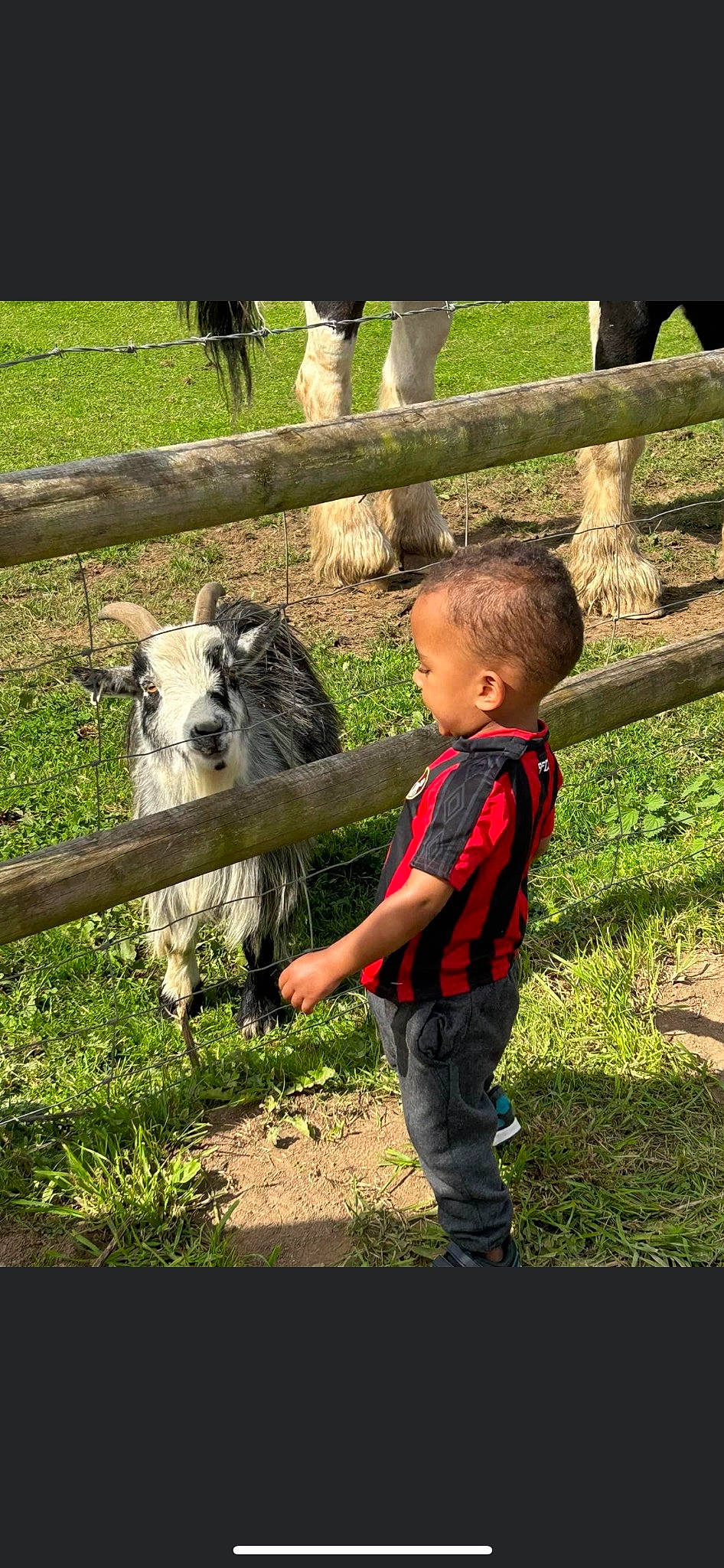 Emilio is registered to the contest to win money with this photo: fawn, fence, fun, goats, grass, grassland, happy, landscape, leisure, livestock, pack_animal, pasture, people_in_nature, person, plant, ranch, recreation, terrestrial_animal, toddler, vertebrate