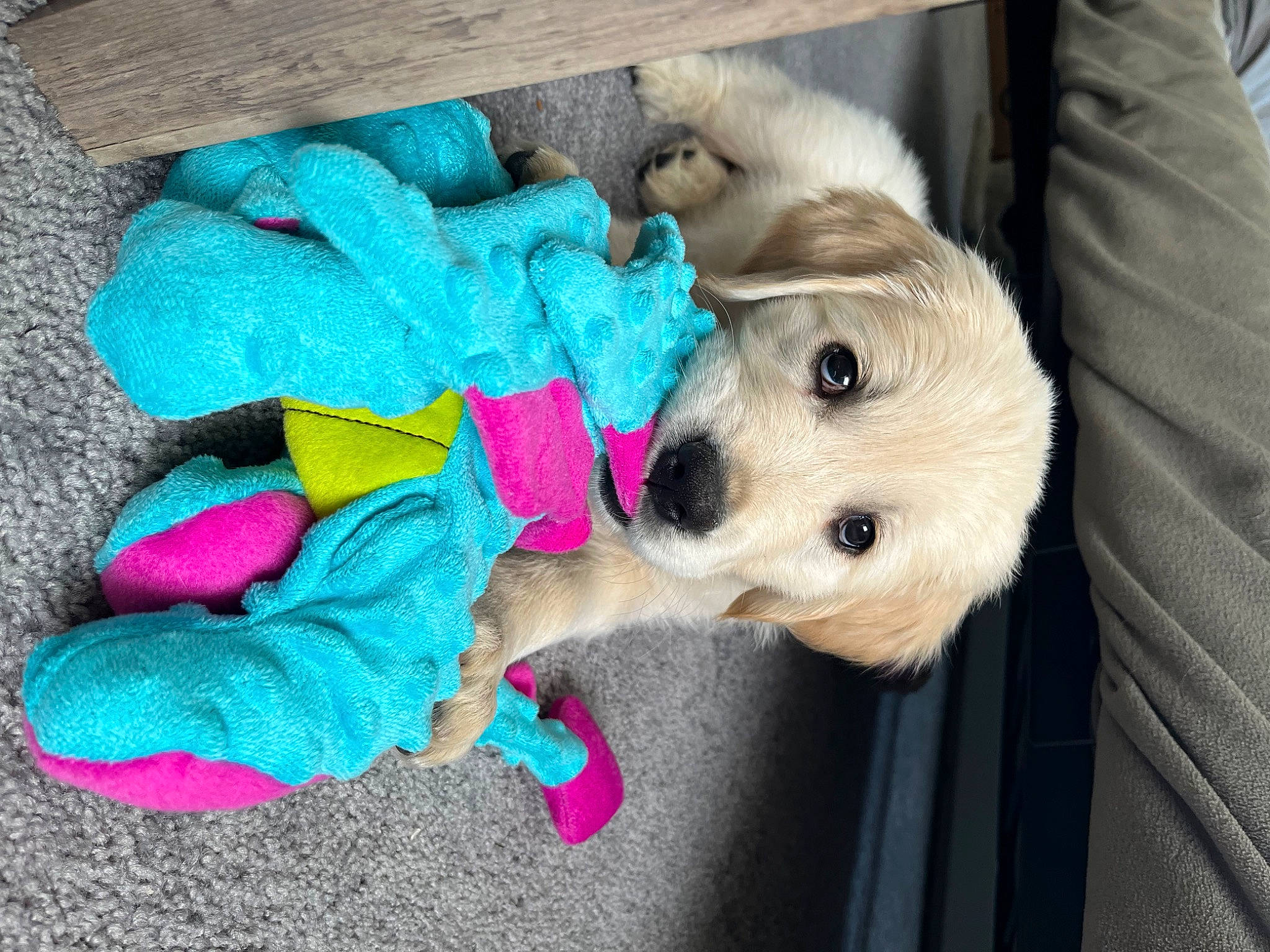 Goose joined the competition — help win amazing prizes! canidae, carnivore, collar, companion_dog, dog, dog_breed, dog_clothes, dog_collar, dog_supply, electric_blue, fawn, fur, magenta, paw, pet_supply, plush, snout, stuffed_toy, toy, working_animal