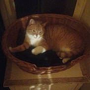 Taka a rejoint le concours — aidez-le/la à gagner de superbes lots ! cat, orange_cat, white_chest, feline, pet, sleepy, sitting, lying_down, basket, woven_basket, indoor, furniture, chair, dark, dim_lighting, cozy, home, portrait, animal, whiskers