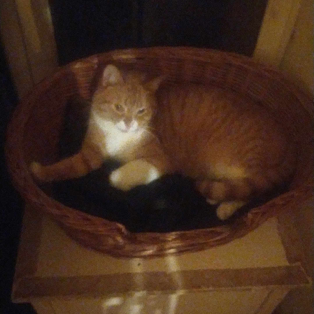 Taka a rejoint le concours — aidez-le/la à gagner de superbes lots ! cat, orange_cat, white_chest, feline, pet, sleepy, sitting, lying_down, basket, woven_basket, indoor, furniture, chair, dark, dim_lighting, cozy, home, portrait, animal, whiskers