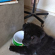 Bella a rejoint le concours — aidez-le/la à gagner de superbes lots ! puppy, dog, black_fur, fluffy, lying_down, pet, animal, dog_face, brown_eyes, white_paw, food_bowl, eating, indoor, home, floor, books, shelf, office_chair, portrait, cute