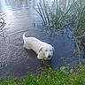 dog, white_dog, animal, pond, water, ice, frozen_pond, outdoor, nature, grass, reeds, plants, reflection, lake, wet, winter, cold, standing, portrait, shoreline