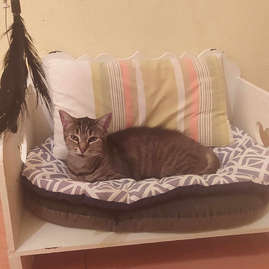 Mimi a rejoint le concours — aidez-le/la à gagner de superbes lots ! cat, tabby, feline, pet, animal, lying_down, cat_bed, cushion, pillow, indoor, home, bedroom, furniture, feather_toy, striped_fur, green_eyes, whiskers, portrait, relaxed, cozy