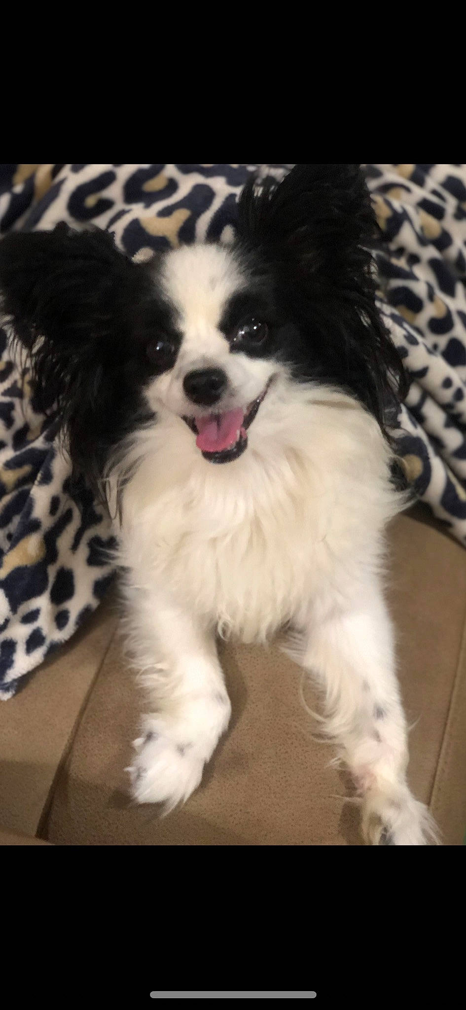 Cece joined the competition — help win amazing prizes! canidae, carnivore, companion_dog, dog, dog_breed, fur, gun_dog, herding_dog, pattern, snout, sporting_group, toy_dog, whiskers, working_animal, working_dog