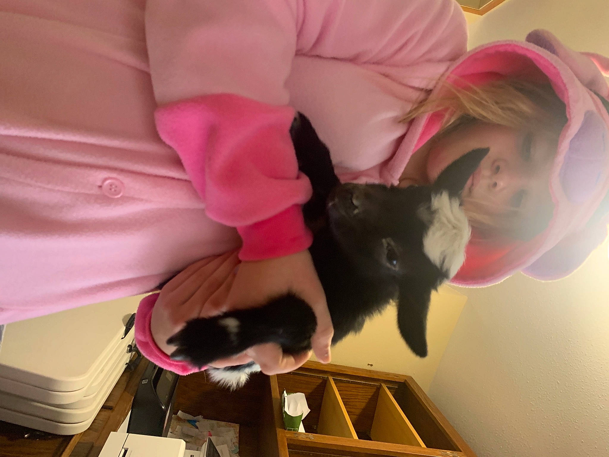 Courtney is registered to the contest to win money with this photo: black_cat, bombay, box, carnivore, cat, felidae, fur, human, love, magenta, person, pink, shipping_box, small_to_medium_sized_cats, vertebrate, whiskers