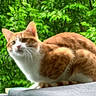 cat, orange_cat, white_cat, animal, pet, whiskers, ears, fur, outdoor, greenery, leaves, nature, curious, alert, closeup, mammal, cute, domestic_cat, sitting, portrait
