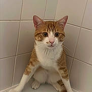 Bao a rejoint le concours — aidez-le/la à gagner de superbes lots ! cat, orange_cat, white_cat, sitting, bathtub, tiles, corner, indoor, pet, curious, wide_eyes, whiskers, pink_nose, four_legs, tail, fur, animal, feline, bathroom, floor