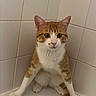 cat, orange_cat, white_cat, sitting, bathtub, tiles, corner, indoor, pet, curious, wide_eyes, whiskers, pink_nose, four_legs, tail, fur, animal, feline, bathroom, floor