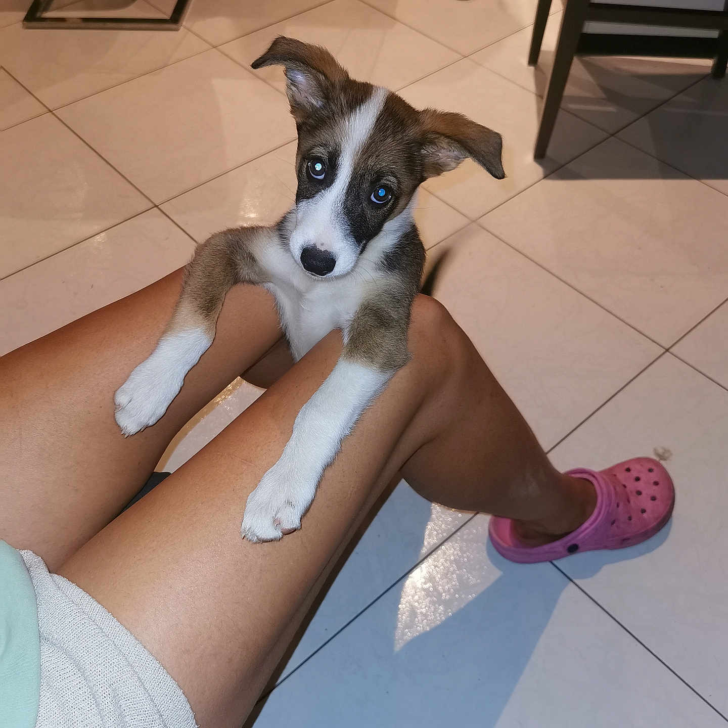 Tina participe au concours pour gagner de l'argent avec cette photo : animal, black_nose, brown_fur, casual, cute, dog, ears, floor, human, indoor, legs, looking_up, person, pet, pink_croc, puppy, shoes, sitting, tile_floor, white_paw