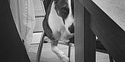Tina participe au concours pour gagner de l'argent avec cette photo : animal, black_and_white, canine, chair, cozy, curtain, dog, domestic, ears, floor, furniture, home, indoor, leg, peeking, pet, quiet, shy, table, wooden_floor