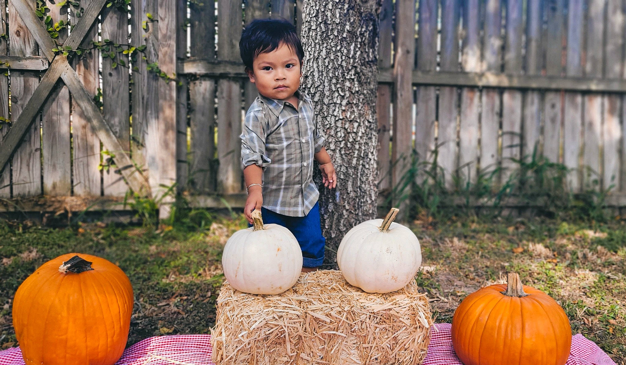 Juan is registered to the contest to win money with this photo: calabaza, cucurbita, fence, gourd, grass, happy, local_food, natural_foods, orange, people, people_in_nature, person, plant, produce, pumpkin, shorts, squash, toddler, vegetable, whole_food