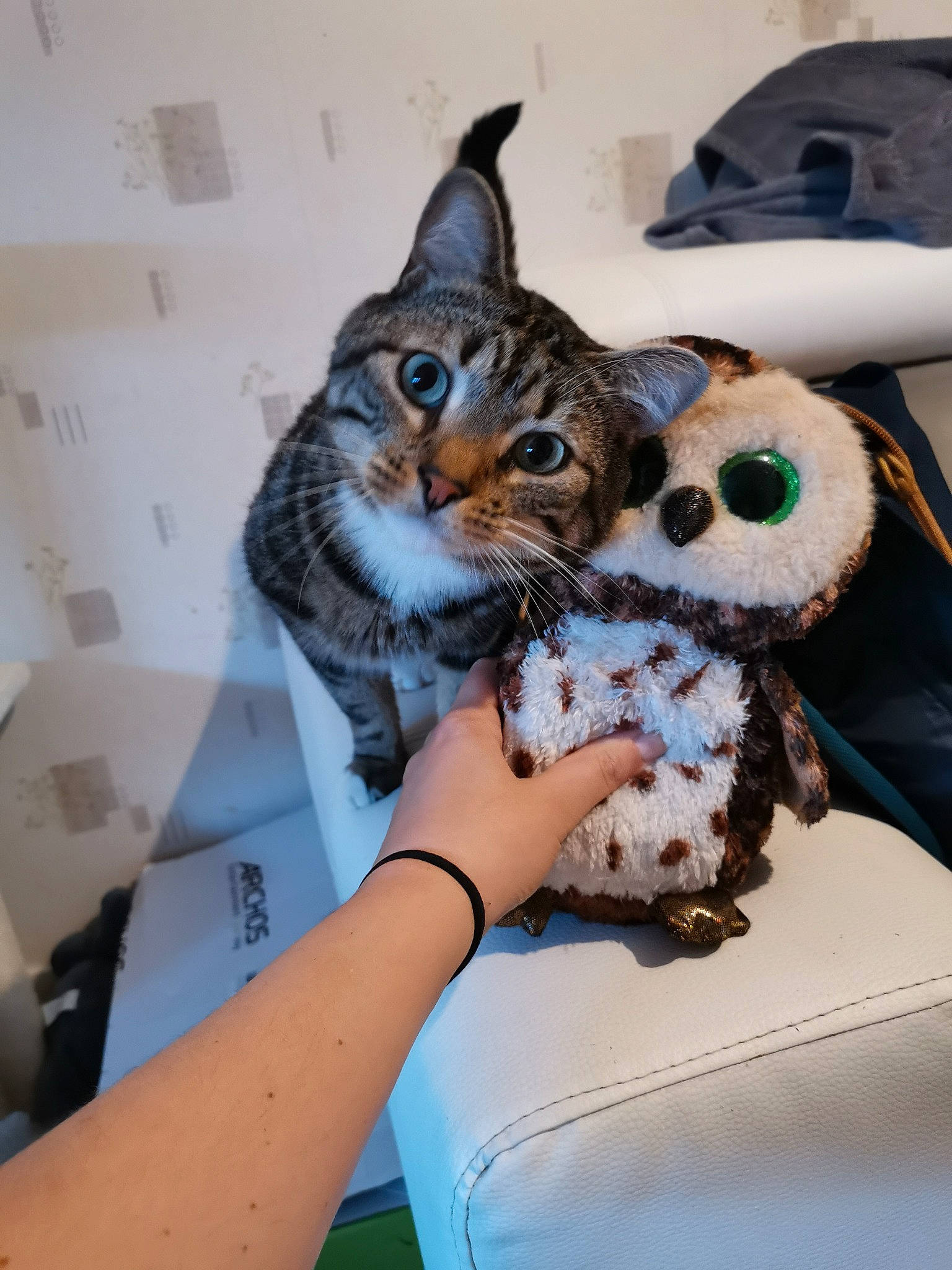 Many participe au concours pour gagner de l'argent avec cette photo : american_shorthair, carnivore, cat, claw, european_shorthair, felidae, fur, owl, small_to_medium_sized_cats, tabby_cat, whiskers