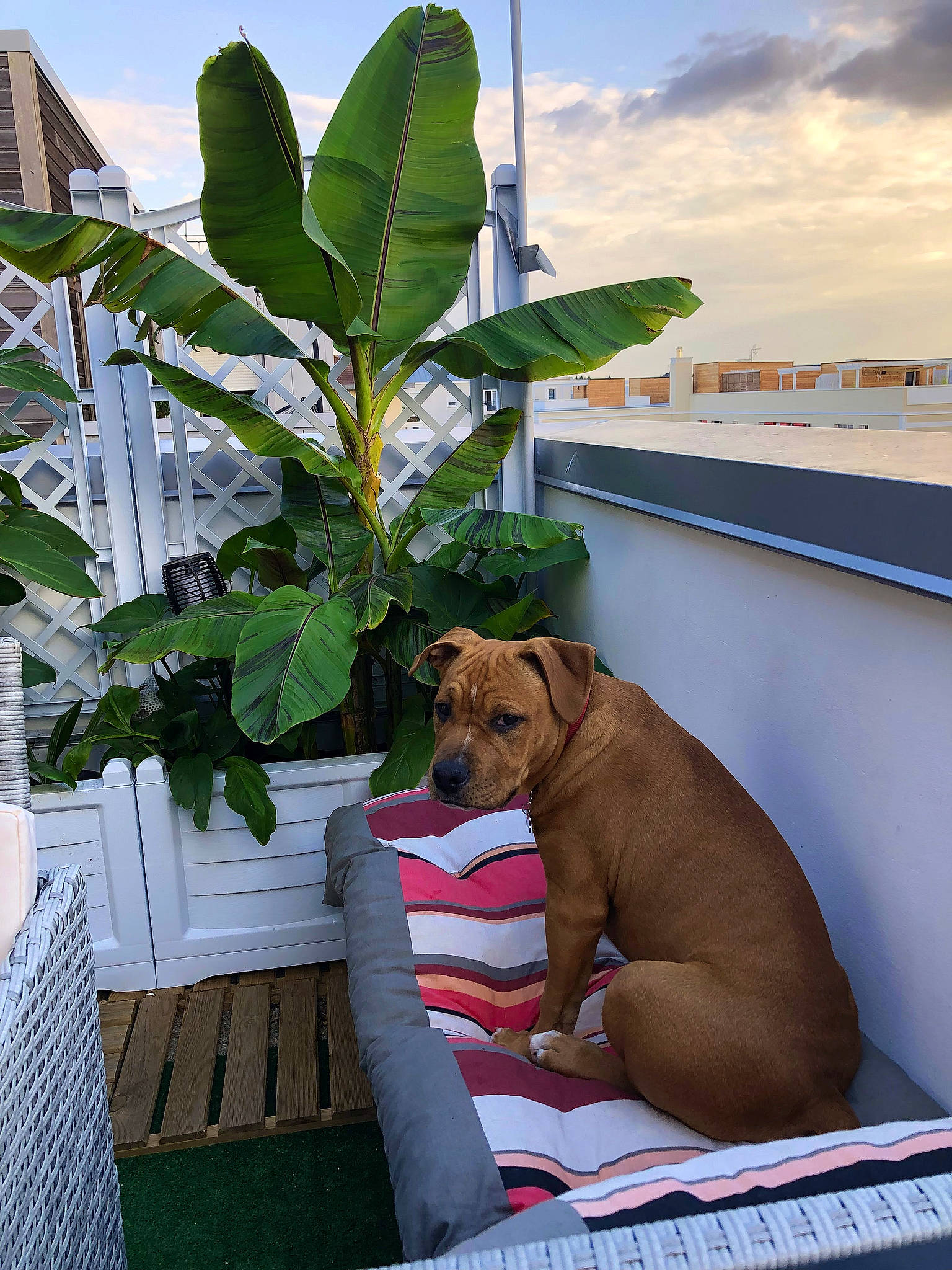 Rajah participe au concours pour gagner de l'argent avec cette photo : arecales, carnivore, chair, cloud, comfort, companion_dog, dog, dog_breed, fawn, grass, leisure, liver, outdoor_furniture, pet_supply, plant, shade, sky, table, terrestrial_plant, working_animal
