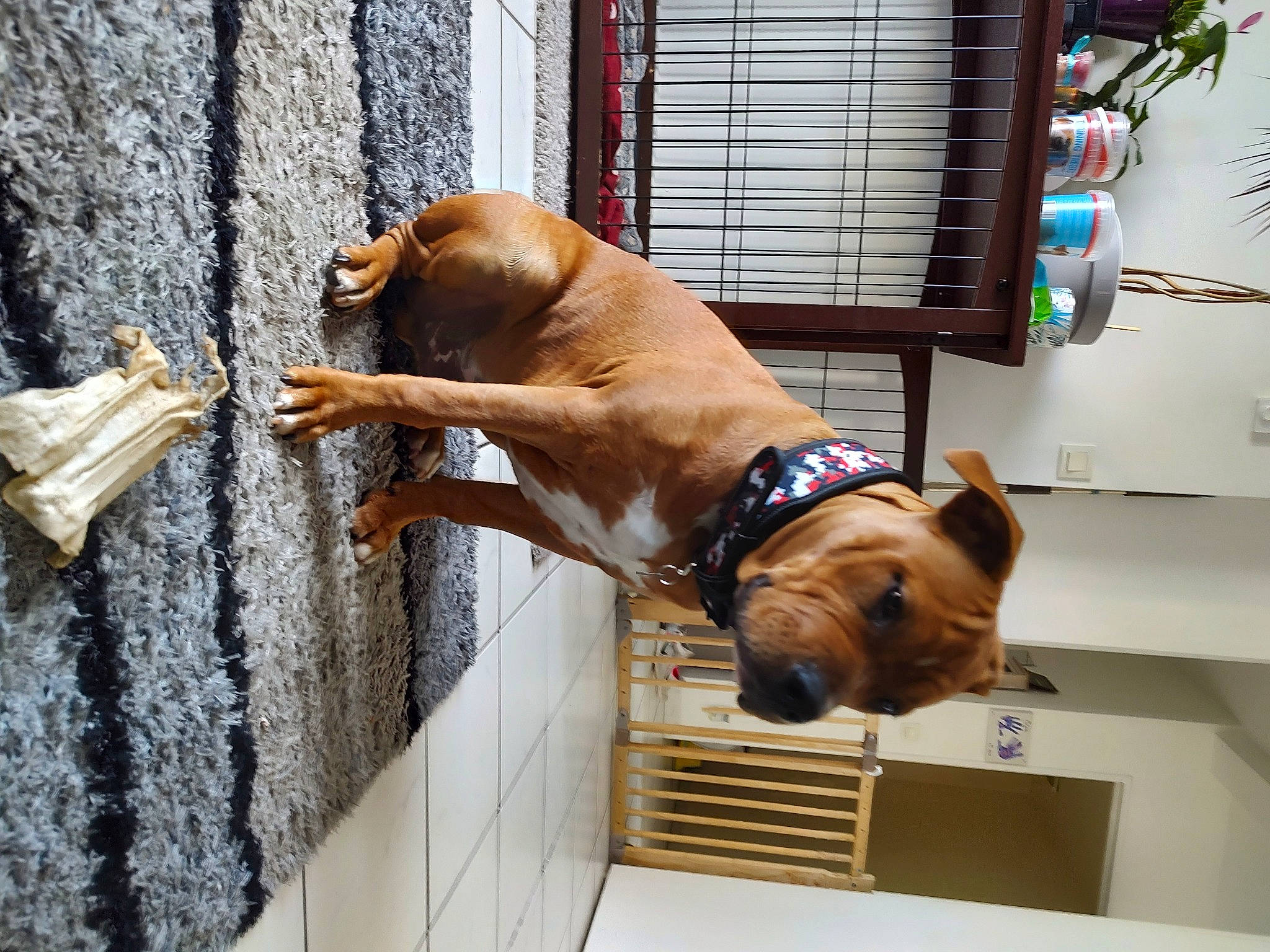 Rajah a rejoint le concours — aidez-le/la à gagner de superbes lots ! carnivore, collar, companion_dog, dog, dog_breed, dog_collar, dog_supply, fawn, guard_dog, houseplant, liver, mammal, non_sporting_group, pet_supply, plant, sporting_group, vertebrate, window, working_animal, working_dog