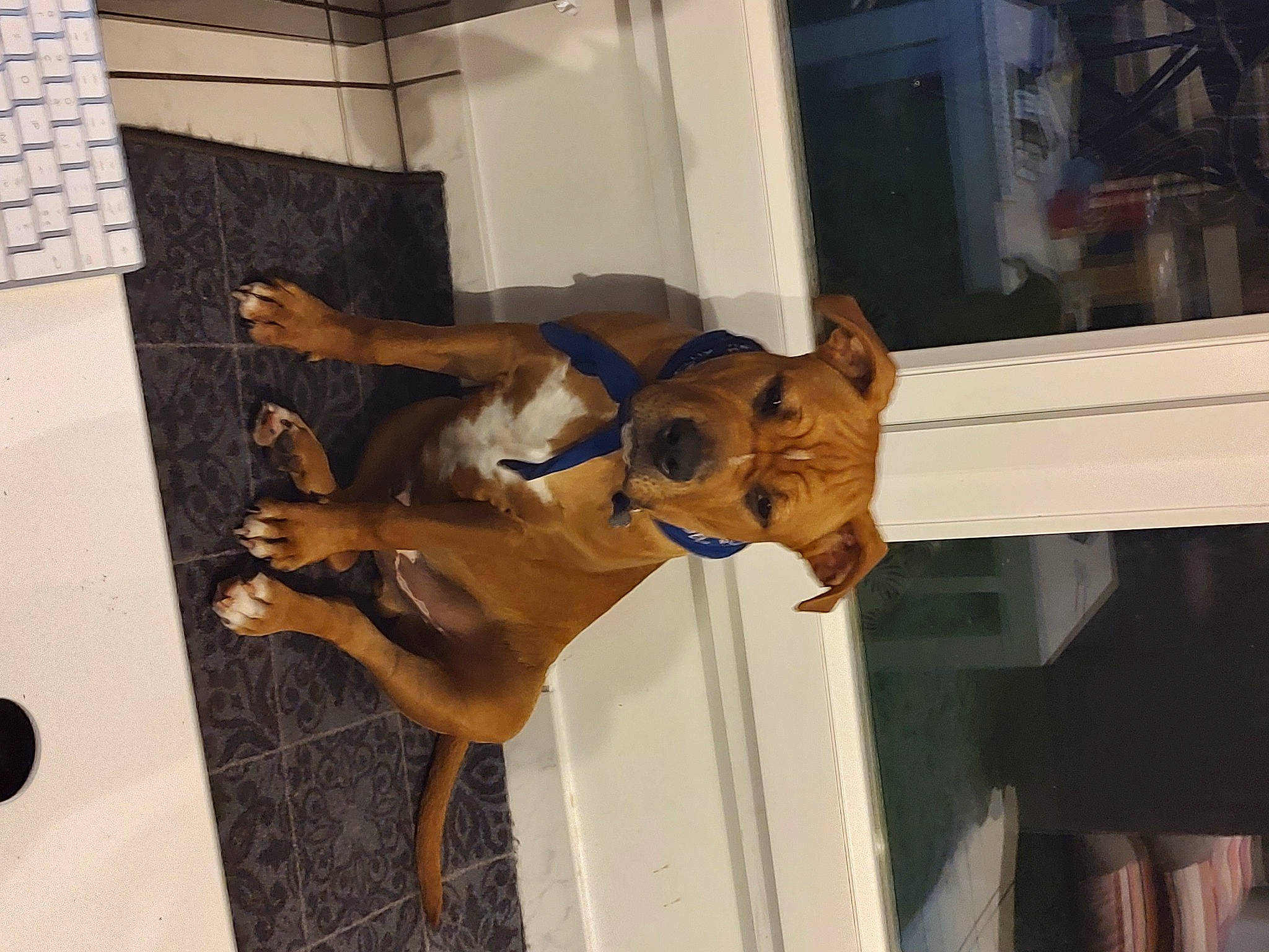 Rajah participe au concours pour gagner de l'argent avec cette photo : art, big_cats, carnivore, companion_dog, computer_keyboard, dog, dog_breed, fawn, felidae, flooring, hardwood, input_device, peripheral, room, small_to_medium_sized_cats, snout, sporting_group, tail, window, wood