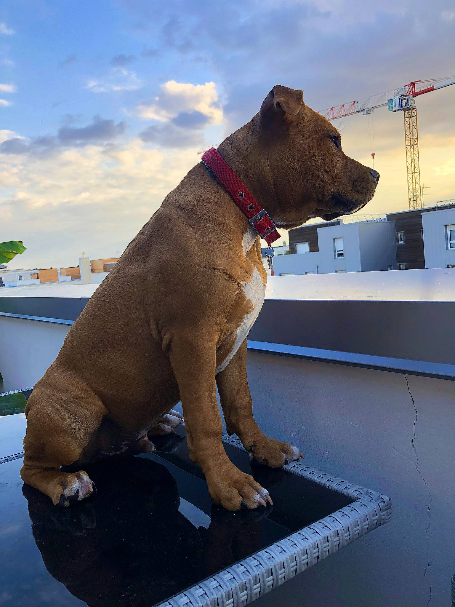 Rajah a rejoint le concours — aidez-le/la à gagner de superbes lots ! canidae, carnivore, cloud, collar, companion_dog, dog, dog_breed, dog_collar, fawn, guard_dog, leash, liver, non_sporting_group, pet_supply, sky, snout, sporting_group, tail, working_animal, working_dog