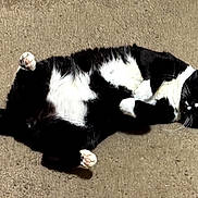Figaro joined the competition — help win amazing prizes! cat, tuxedo_cat, black_and_white, feline, pet, animal, lying_down, belly_up, paws, pink_paw_pads, green_eyes, whiskers, carpet, indoor, home, relaxed, playful, cute, photography, portrait