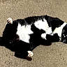 cat, tuxedo_cat, black_and_white, feline, pet, animal, lying_down, belly_up, paws, pink_paw_pads, green_eyes, whiskers, carpet, indoor, home, relaxed, playful, cute, photography, portrait