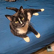 Figaro is registered to the contest to win money with this photo: animal, bed, blanket, blue_bedspread, carpet, cat, curious, cute, domestic_cat, feline, floor, fur, indoor, looking_up, mammal, pet, relaxed, tuxedo_cat, whiskers, yellow_eyes