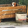 dog, wooden_crate, paint_bucket, outdoor, sunlight, shadow, pet, resting, fence, greenery, concrete, relaxing, daylight, animal, container, quiet, domestic_animal, brown_and_white, snout, ears