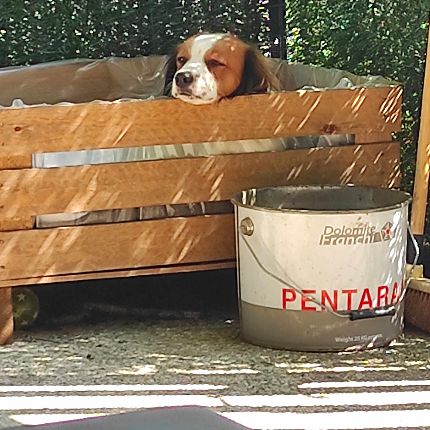 Tyllia a rejoint le concours — aidez-le/la à gagner de superbes lots ! dog, wooden_crate, paint_bucket, outdoor, sunlight, shadow, pet, resting, fence, greenery, concrete, relaxing, daylight, animal, container, quiet, domestic_animal, brown_and_white, snout, ears