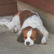 Tyllia participe au concours pour gagner de l'argent avec cette photo : dog, sleeping, brown_and_white_fur, concrete_floor, wooden_wall, paw, resting, outdoor, pet, canine, relaxed, animal, fur, snout, ears, quiet, peaceful, companion, domestic_animal, napping