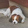 dog, sleeping, brown_and_white_fur, concrete_floor, wooden_wall, paw, resting, outdoor, pet, canine, relaxed, animal, fur, snout, ears, quiet, peaceful, companion, domestic_animal, napping