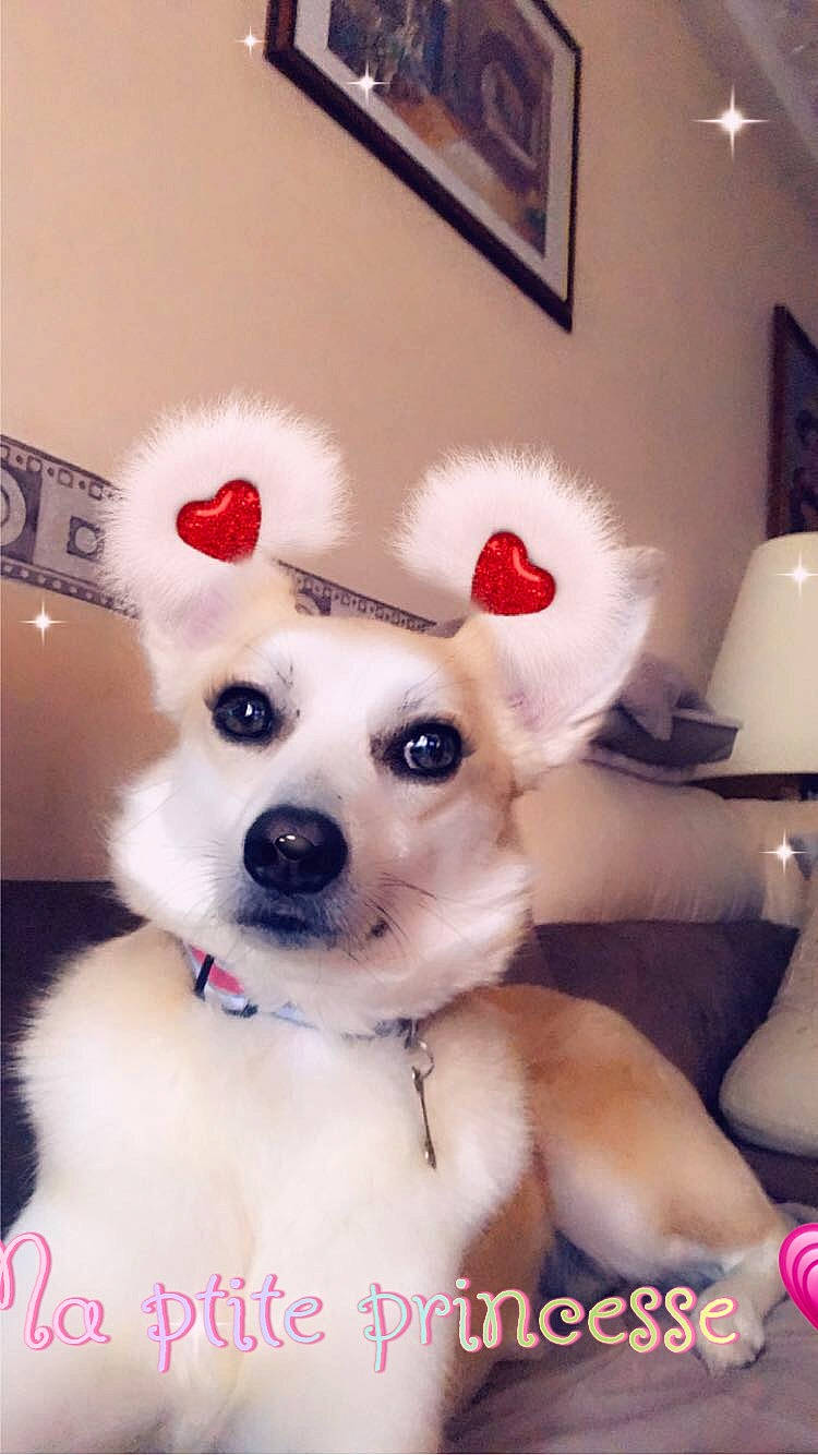 Jessie a rejoint le concours — aidez-le/la à gagner de superbes lots ! carnivore, collar, companion_dog, dog, dog_breed, dog_collar, dog_supply, eye, fawn, happy, lamp, party_supply, picture_frame, snout, sporting_group, stuffed_toy, sunglasses, toy, whiskers, working_animal