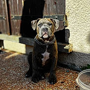 Taz a rejoint le concours — aidez-le/la à gagner de superbes lots ! puppy, dog, chain_collar, outdoor, sunlight, shadow, stone_floor, wooden_door, plaster_wall, pet, animal, sitting, brown_fur, white_markings, cute, young_dog, portrait, close_up, watchful, domestic_animal