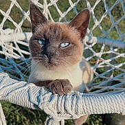 Melissa Ferrere a rejoint le concours — aidez-le/la à gagner de superbes lots ! cat, siamese_cat, blue_eyes, hammock, macrame, outdoor, sunlight, rope_chair, pet, feline, animal, resting, closeup, whiskers, paw, nature, greenery, daylight, relaxed, domestic_cat