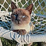 animal, blue_eyes, cat, closeup, daylight, domestic_cat, feline, greenery, hammock, macrame, nature, outdoor, paw, pet, relaxed, resting, rope_chair, siamese_cat, sunlight, whiskers