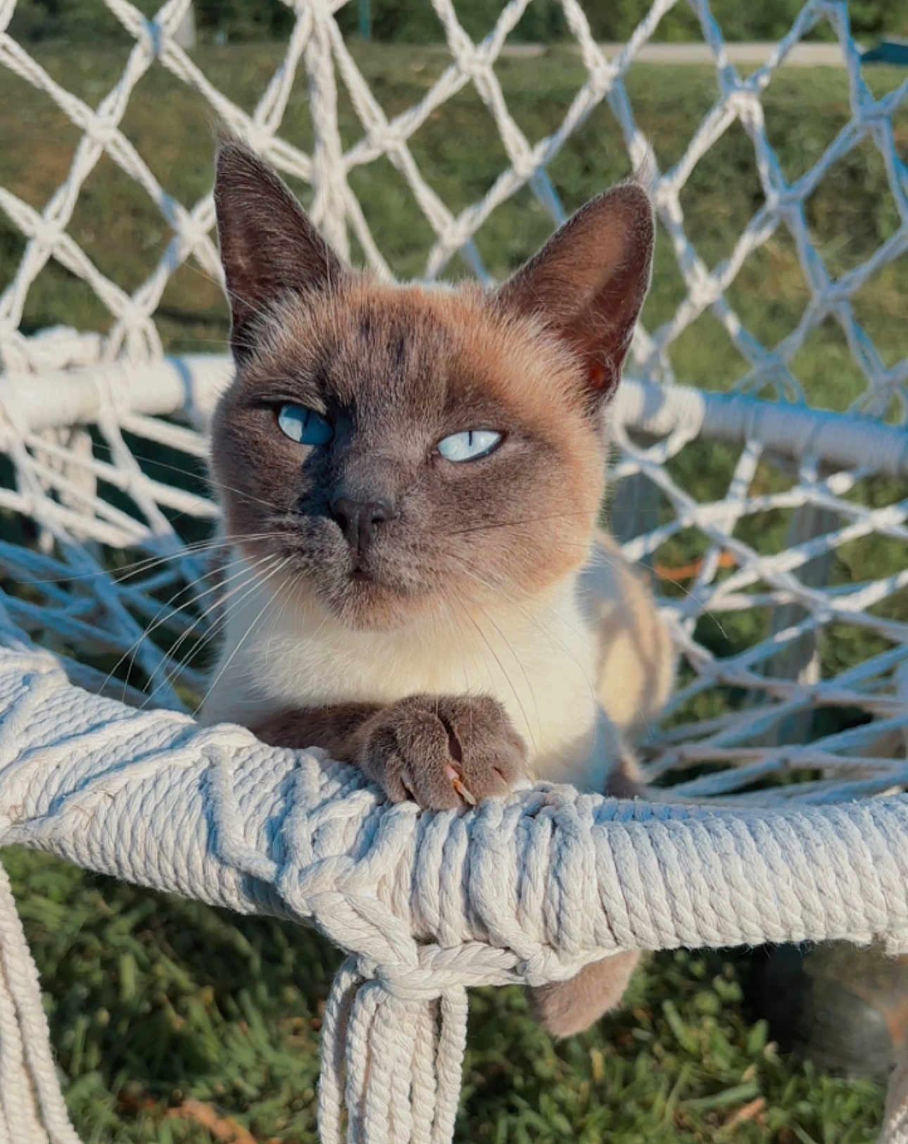 Melissa Ferrere a rejoint le concours — aidez-le/la à gagner de superbes lots ! cat, siamese_cat, blue_eyes, hammock, macrame, outdoor, sunlight, rope_chair, pet, feline, animal, resting, closeup, whiskers, paw, nature, greenery, daylight, relaxed, domestic_cat