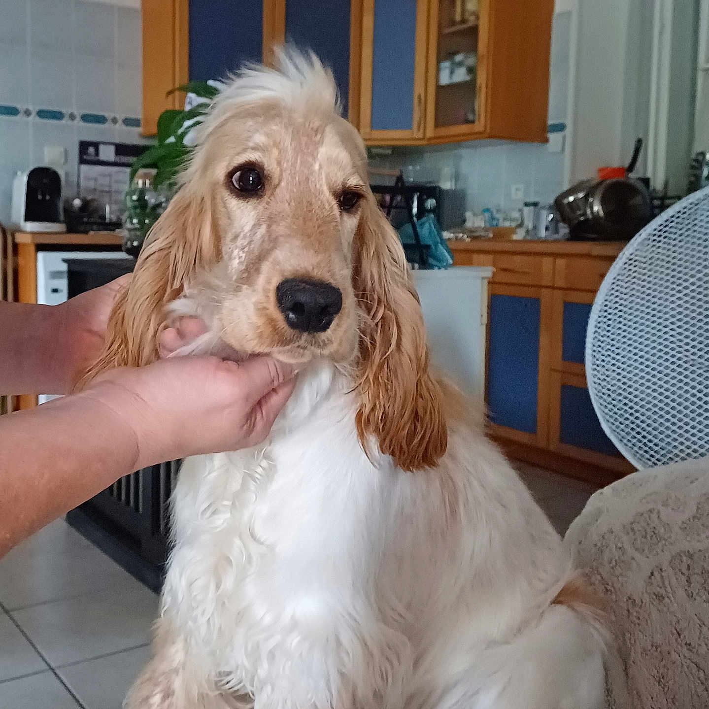 Choupette participe au concours pour gagner de l'argent avec cette photo : animal, brown, cabinet, companion, curly_fur, cute, dog, domestic, fur, furniture, hands, home, indoor, kitchen, long_ears, pet, portrait, sitting, tile_floor, white