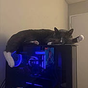 Mini Mason joined the competition — help win amazing prizes! cat, gray_cat, white_paws, sleeping_cat, gaming_pc, computer_case, blue_led, indoor, relaxed, pet, electronics, technology, feline, paw, resting, living_room, door, wall, cozy, domestic_animal