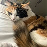cat, calico_cat, sleeping, tail, feline, fur, pet, indoor, white_bed, resting, cozy, animal, cute, closeup, domestic_cat, calm, whiskers, ears, soft, relaxed