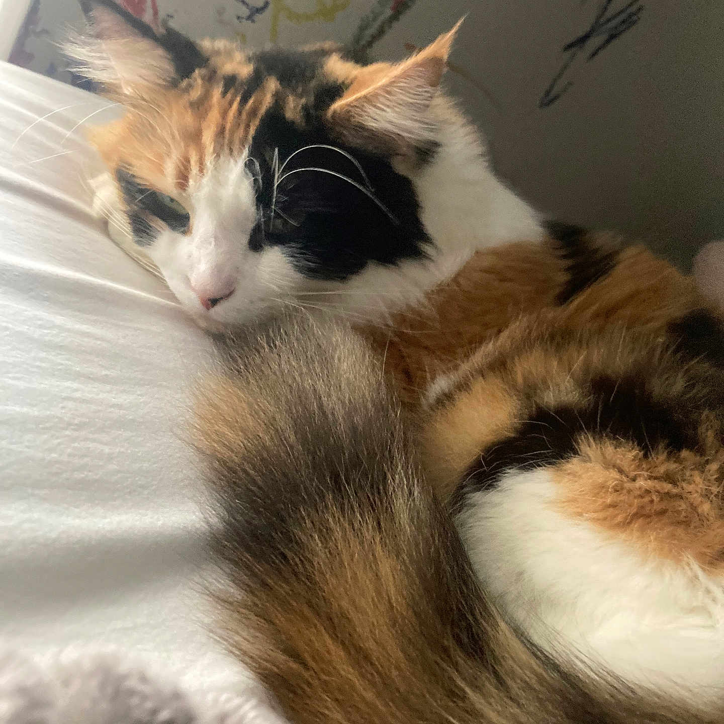 Kitty is registered to the contest to win money with this photo: cat, calico_cat, sleeping, tail, feline, fur, pet, indoor, white_bed, resting, cozy, animal, cute, closeup, domestic_cat, calm, whiskers, ears, soft, relaxed