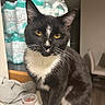 cat, tuxedo_cat, indoor, pet, animal, yellow_eyes, black_and_white, fur, whiskers, face, sitting, ledges, water_bottles, household, domestic, curious, portrait, furniture, cozy, background