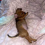 Smokey is registered to the contest to win money with this photo: puppy, dog, sleeping, blanket, pink, bed, cozy, fur, cute, domestic_animal, pet, resting, animal, canine, young, indoor, comfort, soft, relax, small