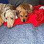 dog, puppy, brown_dog, couch, blanket, red_blanket, indoor, pet, animal, nap, resting, cozy, fur, ears, snout, two_dogs, companion, cute, domestic_animal, relaxing