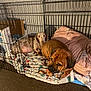 dog, crate, blanket, pillow, indoor, pet, resting, brown_dog, spotted_dog, metal_bars, carpet, cozy, comfortable, animal, cute, furry, companions, relaxed, home, domestic
